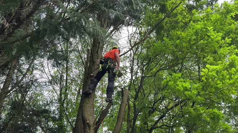 How Our Tree Care Process Works  in  Island Park, NY